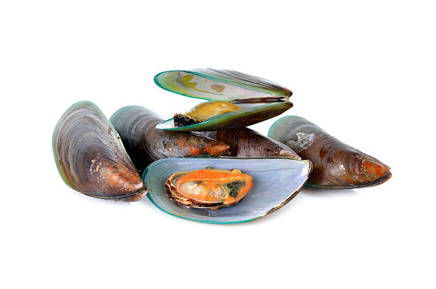 istock boiled green mussels with shell on white background 492753236