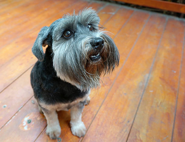 istock little black dog sitting on timber floor 492753436