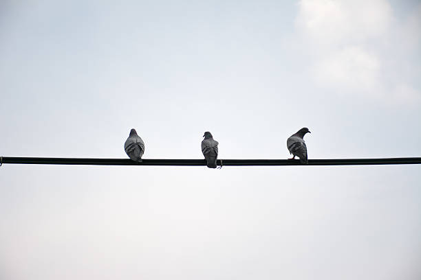 istock Pigeons on wires evening, use for feel lonely concept 492754050