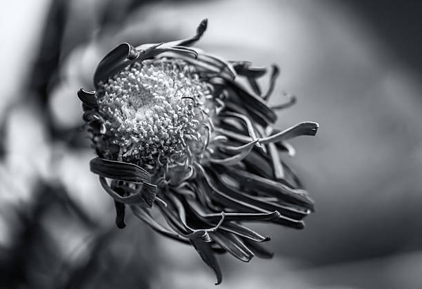 istock Dying Purple Chrysanthemum Flower Background 492754484