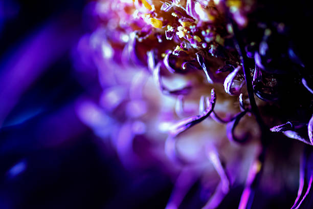 istock Dying Purple Chrysanthemum Flower Background 492754548