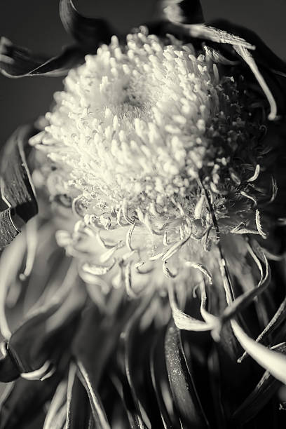 istock Dying Purple Chrysanthemum Flower Background 492754556
