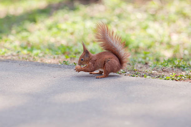 istock Squirrel eating a nut on the footpath in the park 492754664
