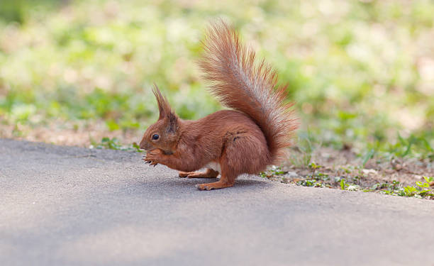 istock Squirrel eating a nut on the footpath in the park 492755556
