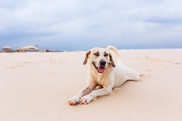 istock Happy dog at the beach 492755884