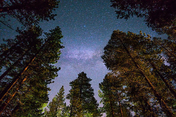 Milky way over a redwood forest Milky way over a redwood forest, California redwood tree stock pictures, royalty-free photos & images