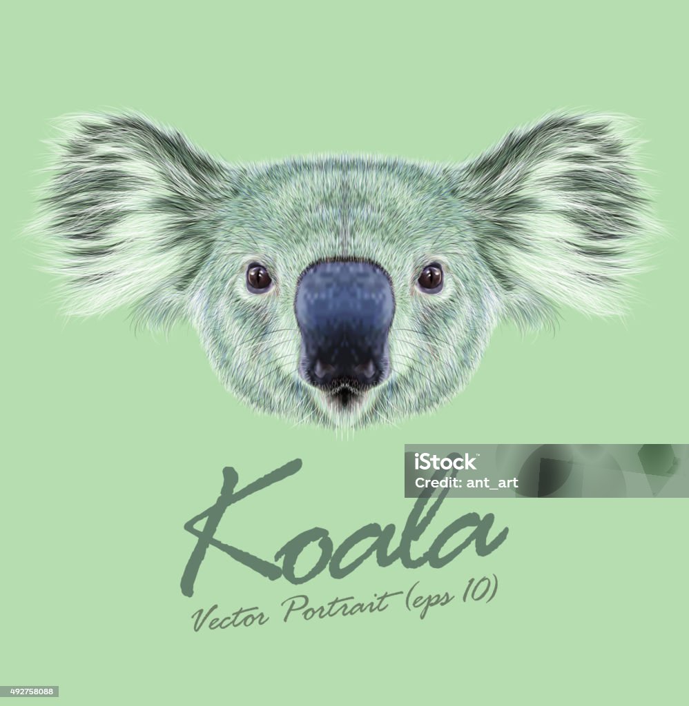 Vector Illustrative Portrait of Koala Bear Cute fluffy face of Australian marsupial bear 2015 stock vector