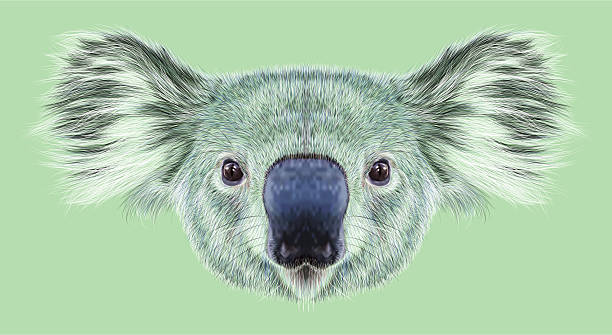 イラストのポートレートのコアラに進みます。 - koala australia animal isolated点のイラスト素材／クリップアート素材／マンガ素材／アイコン素材