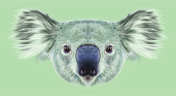 6,384 Funny Koala Stock Photos, Pictures & Royalty-Free Images - iStock |  Funny panda, Funny chicken