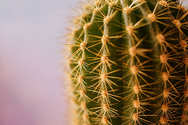 istock Cactus Mendoza, Argentina 492758584