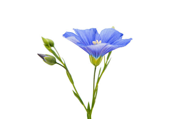 istock Beautiful flowers of flax isolated 492759800