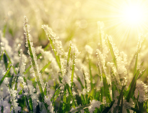 Frozen grass at sunrise close up. Nature background. 