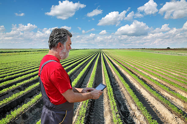 istock Farmer inspect carrot field 492760850