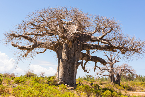 Big baobab creciente rodeado de casquillos photo