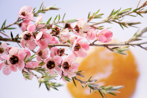 The Manuka flower in bloom on a Tea Tree in focus. In the background Manuka Honey is out of focus.