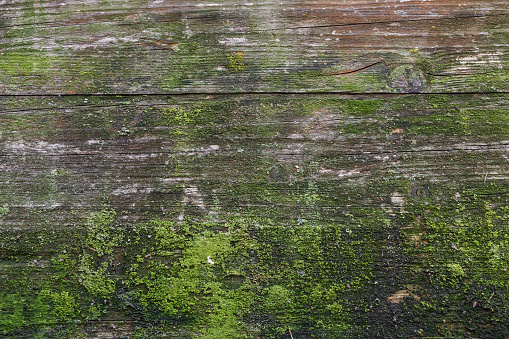 Moss and mold affect a wood panel.