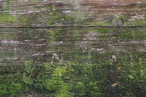 Moss and mold Moss and mold affect a wood panel. moss stock pictures, royalty-free photos & images