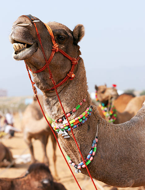 istock Decorated camel at the Pushkar fair. Rajasthan, India. 492764418