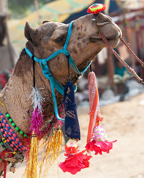 istock Decorated camel at the Pushkar fair. Rajasthan, India. 492764476