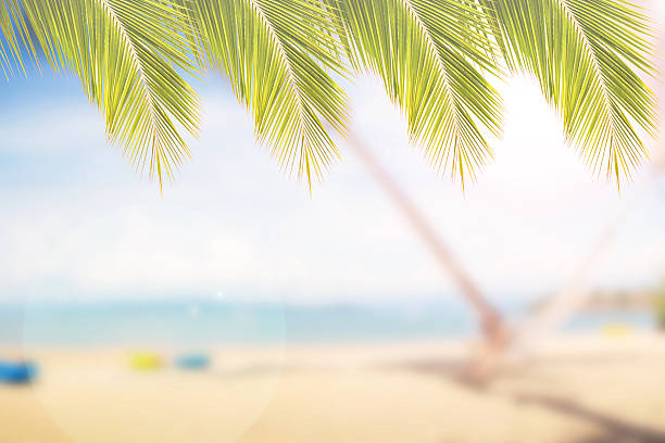 istock Abstract blur of sea sand beach with coconut leave frame 492765110