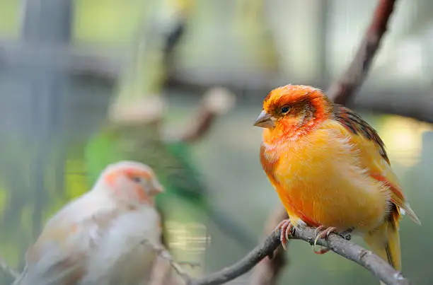 Photo of two canaries in aviary