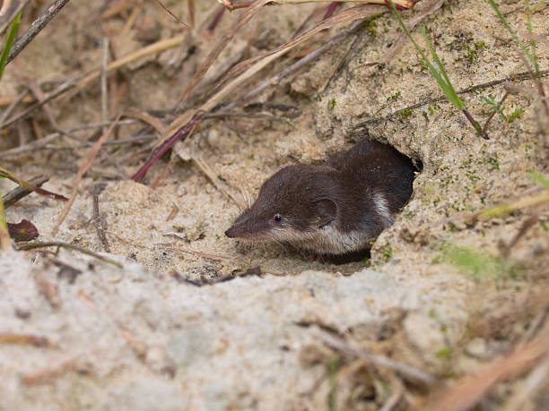 istock Bicolored White-toothed Shrew 492774902