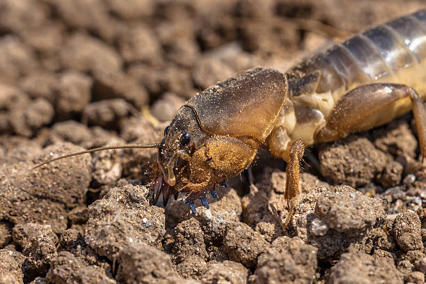 istock Head of Gryllotalpa 492775106