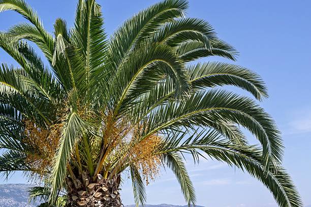istock palm tree with green branches and yellow fruits 492775126