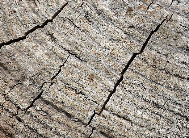 istock Texture of old weathered rough wood board surface 492775922