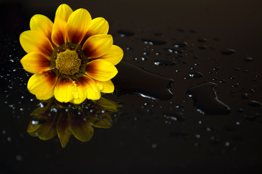 One isolated yellow and red gazanias reflected in a dark surface with a black background and surrounded with water droplets. The flower head is situated to the left allowing for text overlaying to the right.