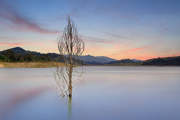 Wyangala Waters Australia A lone tree stands naked in the Wyangala Waters at Wyangala, Central West NSW.  Wyangala Waters holds two and half times more water than Sydney Harbour. cowra stock pictures, royalty-free photos & images