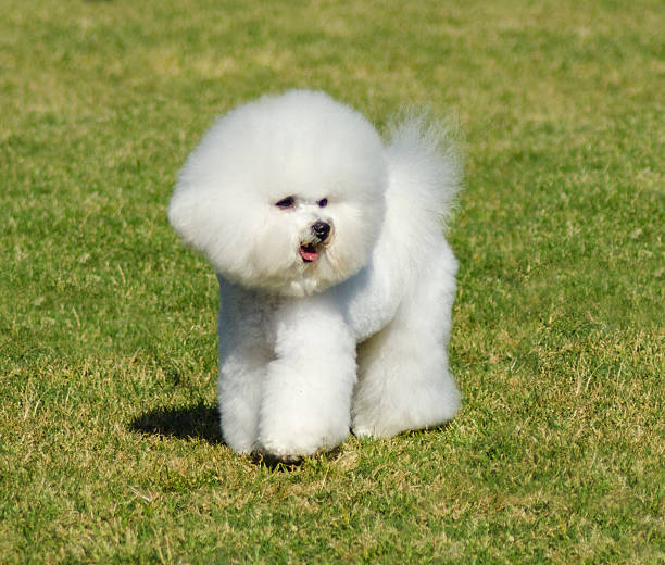 istock Bichon Frieze dog 492778358