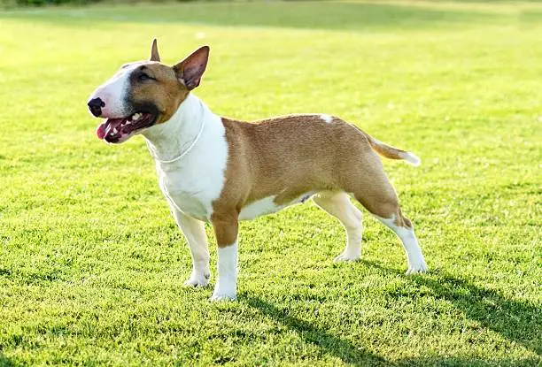 A small, young, beautiful, red and white Bull terrier standing on the lawn looking playful and cheerful.