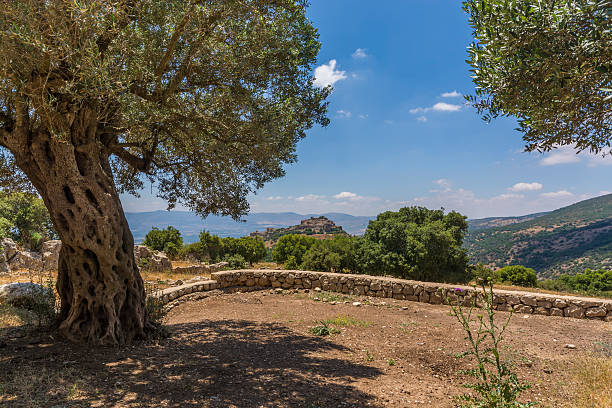 istock Olive tree overlooking Nimrod Fortress 492782034