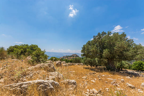istock Olive tree overlooking Nimrod Fortress 492782386