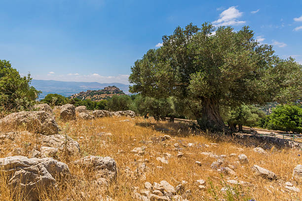 istock Olive tree overlooking Nimrod Fortress 492782594