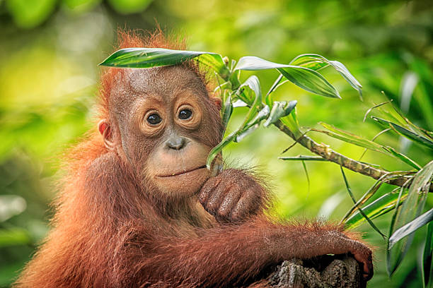 orang utan - animal joven fotografías e imágenes de stock