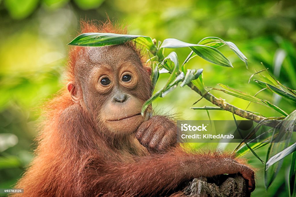 Orang Utan Baby Orang Utan Orangutan Stock Photo