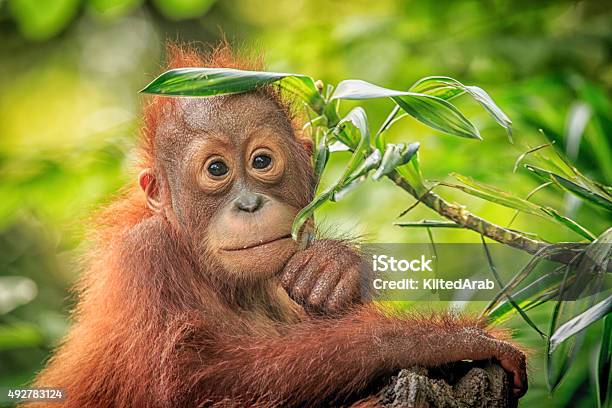 Orang Utan Stock Photo - Download Image Now - Orangutan, Primate, Young Animal