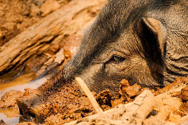 istock Head of Wild Boar in Mud 492784844