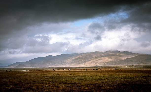 istock Icelandic horses feeding on plain with mountainous backdrop 492785892