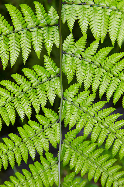 istock Green wet plant leaves over a black background 492786040