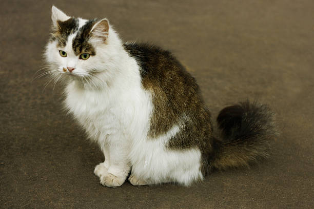 An image of a large fluffy cat. Cat sitting on a paved road.