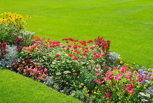istock background of bright garden flowers 492787332