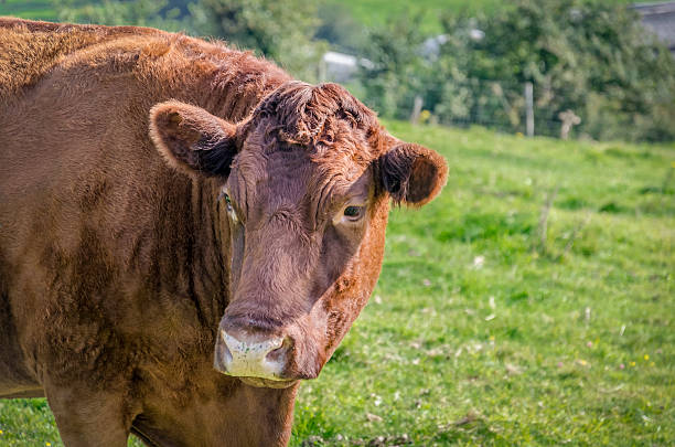 istock cow standing out in a field in countryside uk 492790096