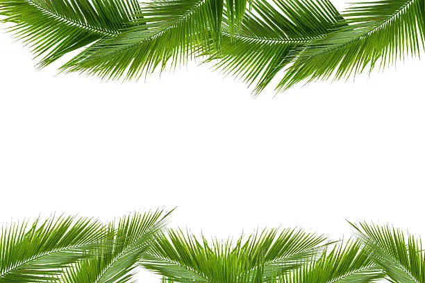 leaves of coconut tree isolated on white background, clipping path included