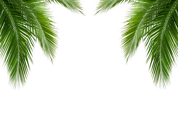 istock leaves of coconut tree isolated on white background 492794013