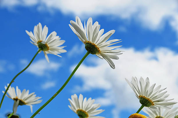 flores gerbera com nuvens azuis - flower single flower orange gerbera daisy - fotografias e filmes do acervo