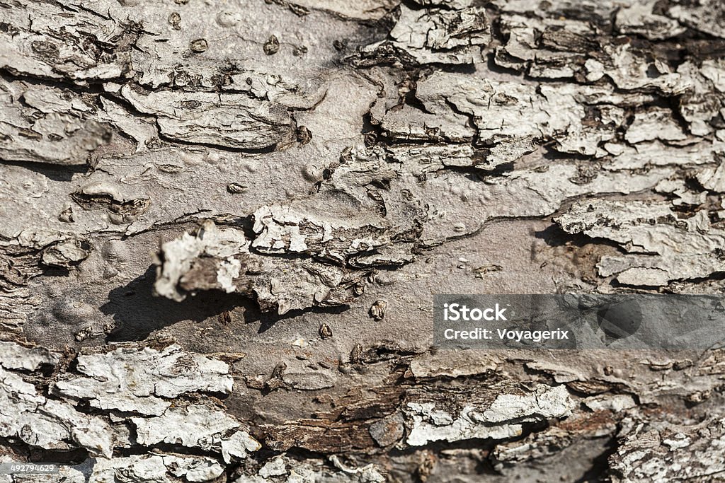 Nature. Bark of old tree as background texture Nature. Closeup of dry rough bark of old tree as background backdrop or texture Abstract Stock Photo