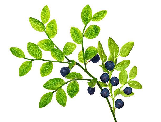 istock green branch with blueberries on white 492795059
